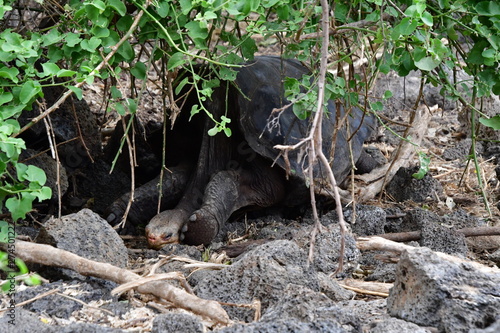 tortuga gigante  gal  pagos