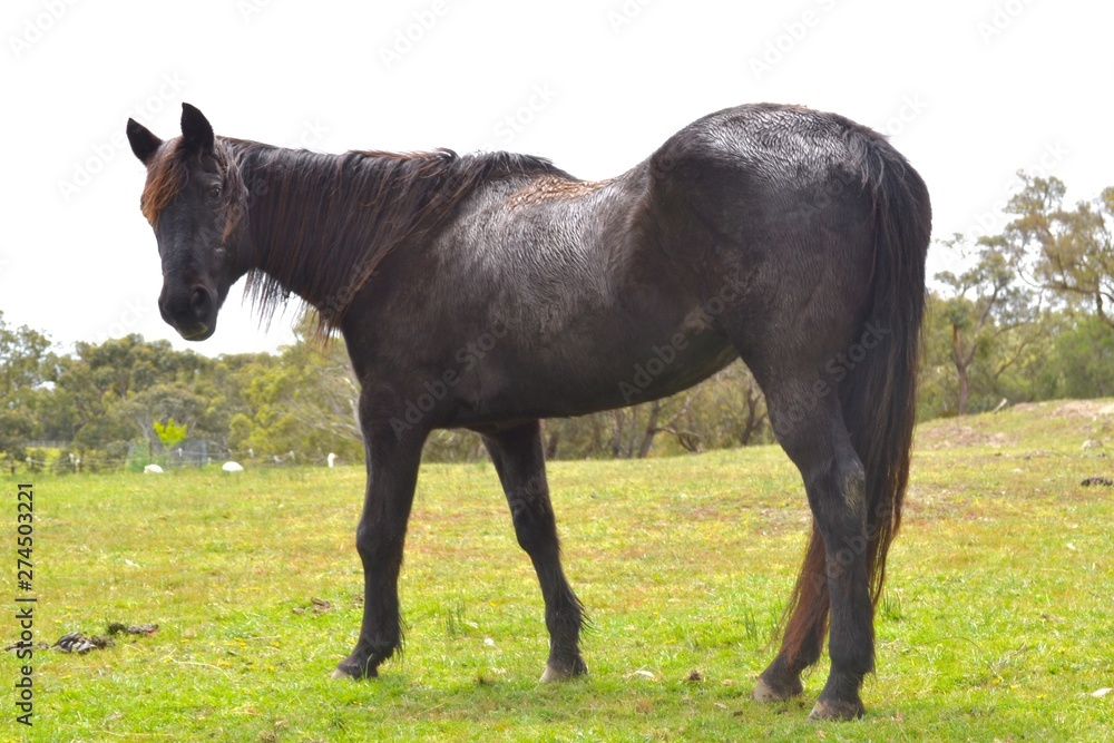 Black horse in a field with a shiny coat looking back towards the camera Black horse in a field with a shiny coat looking back towards the camera