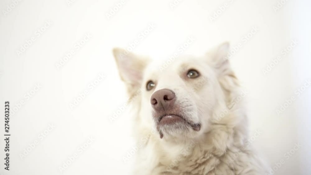 A mixed breed dog staring at the camera over a white background, ideal for special captioning A mixed breed dog staring at the camera over a white background, ideal for special captioning