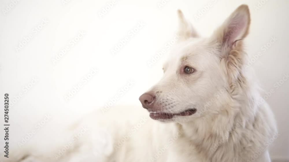 A mixed breed dog laying over a beige carpet with a white background, ideal for special captions A mixed breed dog laying over a beige carpet with a white background, ideal for special captions