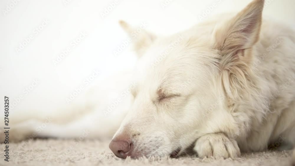 Close up of a sleepy mixed breed dog laying down on a beige carpet Close up of a sleepy mixed breed dog laying down on a beige carpet
