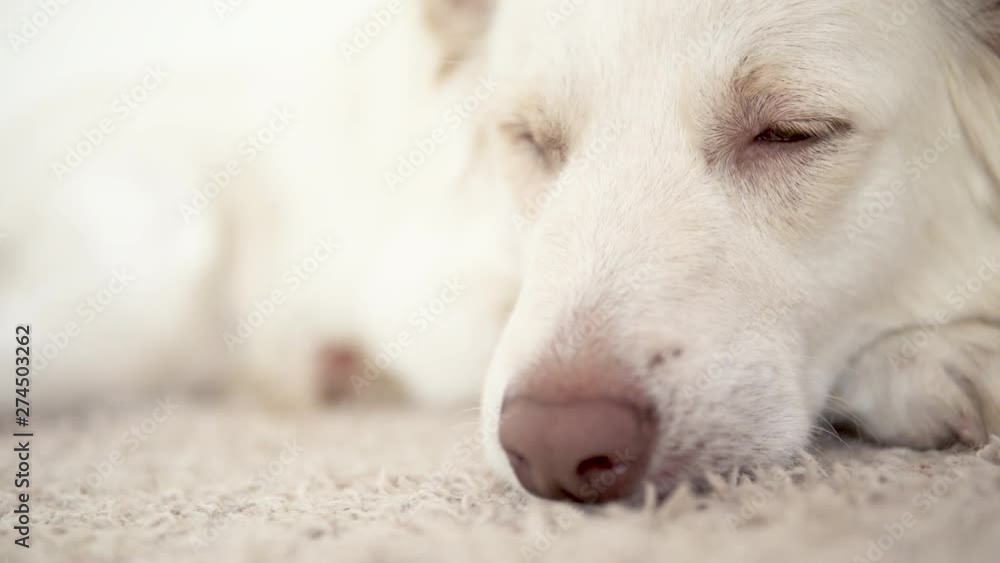 Close up of a sleepy mixed breed dog lying on a beige carpet. Close up of a sleepy mixed breed dog lying on a beige carpet.