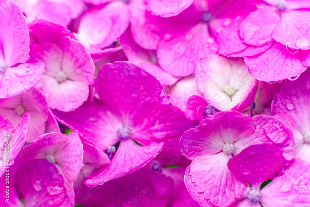 Pink Hydrangea Flowers on Dark Background