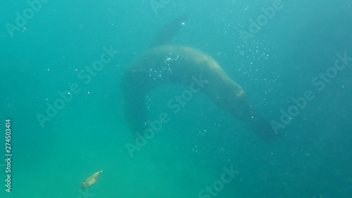 lobo marino, Galápagos