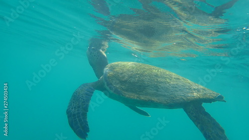 tortuga marina, Galápagos © Germán