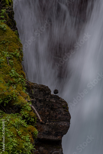 Bird Rests On Rock Below Water Falls