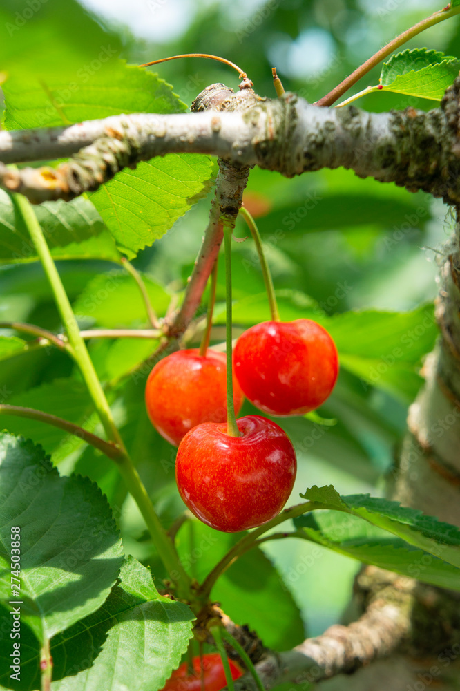 Obraz premium さくらんぼ