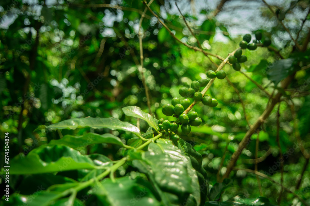 Green Coffee Green Coffee