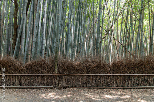Japanese bamboo forest