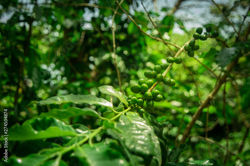 Green Coffee