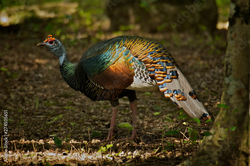 Ocellated turkey in Calakmul forest, Mexico. photo