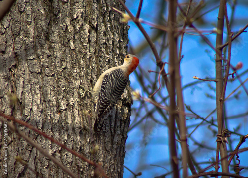 Woodpecker