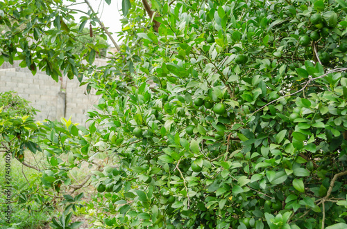 Section Of Key Lime Tree