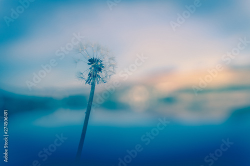 A happy dandelion on a clear day  full of bright hope.