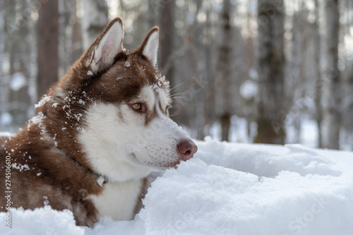 Portrait of brown Siberian husky dog on winter forest background. Portrait side view © Konstantin