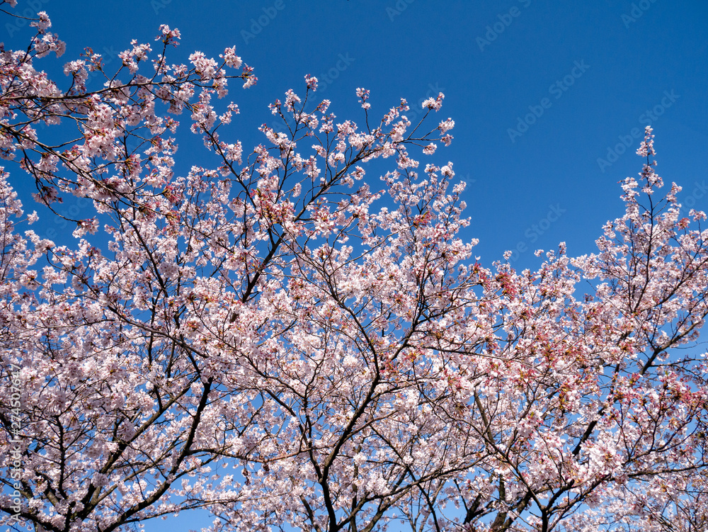 Pink cherry blossom flowers on blue sky background