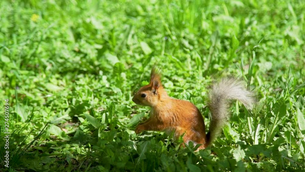 Close Up Shot of European Red Squirrel (a Species of Tree Squirrel) Eating Nut on the Grass in a City Park in Sunny Day in Slow Motion. Nature and Wildlife Concept Close Up Shot of European Red Squirrel (a Species of Tree Squirrel) Eating Nut on the Grass in a City Park in Sunny Day in Slow Motion. Nature and Wildlife Concept