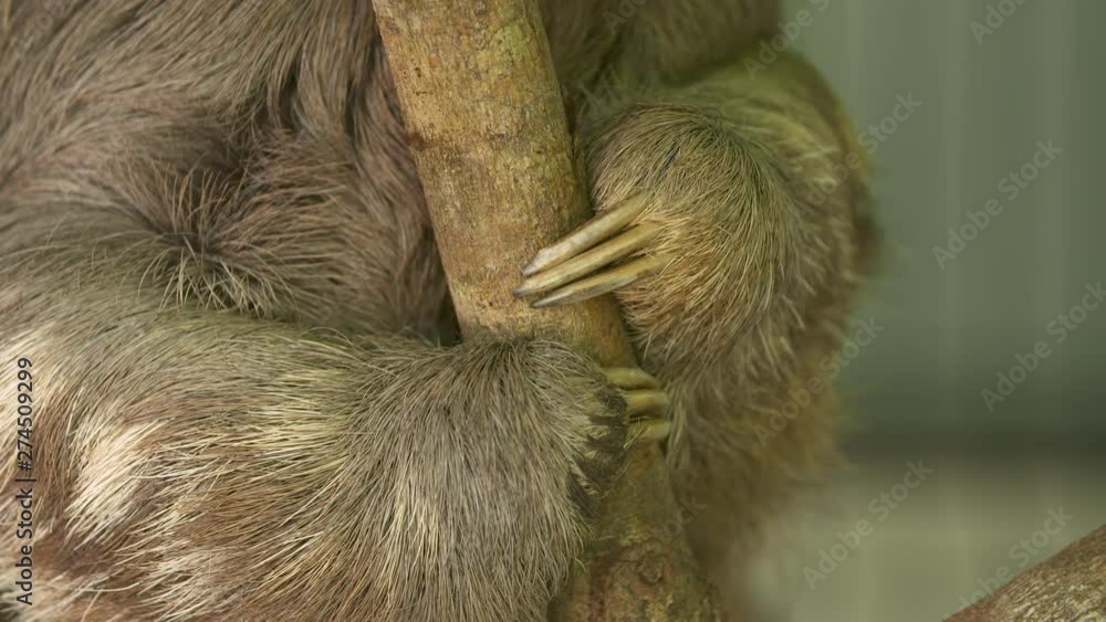 Extreme close-up low angle front body still shot of a three-toed furry sloth holding and hanging on a small tropical tree at a sanctuary, Costa Rica Extreme close-up low angle front body still shot of a three-toed furry sloth holding and hanging on a small tropical tree at a sanctuary, Costa Rica