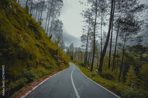 road in forest