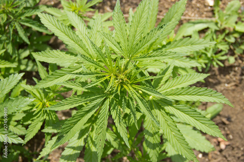 green hemp leaves in natural light