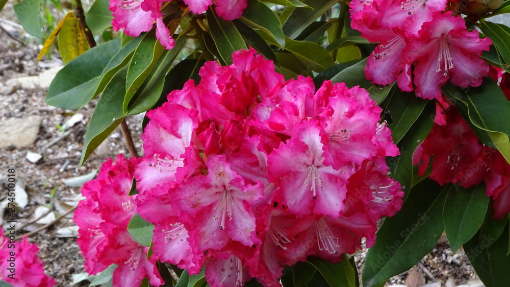 豪華に開花!シャクナゲ! 豪華に開花!シャクナゲ!