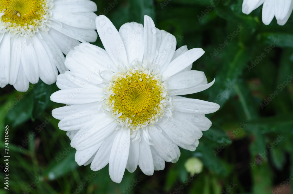 Fototapeta premium African daisy