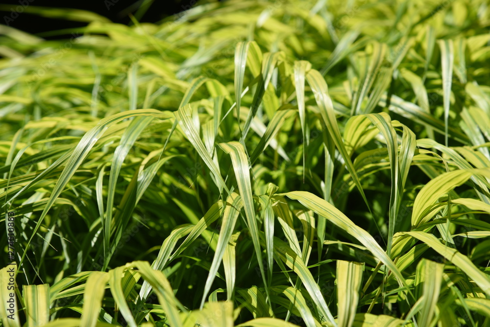 Hakonechloa macra is a very attractive houseplant that is blowing in the wind. Hakonechloa macra is a very attractive houseplant that is blowing in the wind.
