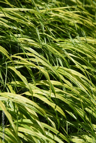 Hakonechloa macra is a very attractive houseplant that is blowing in the wind.
