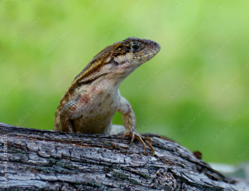 Obraz premium Brown Lizard in a tree With a Green Background