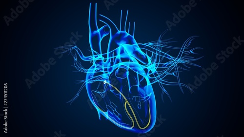 Obraz na płótnie 3D Illustration of Human Body Organs Heart Anatomy