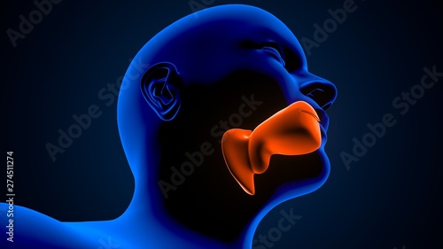 3d illustration of the growth of adenoids adenoids breathing problems photo