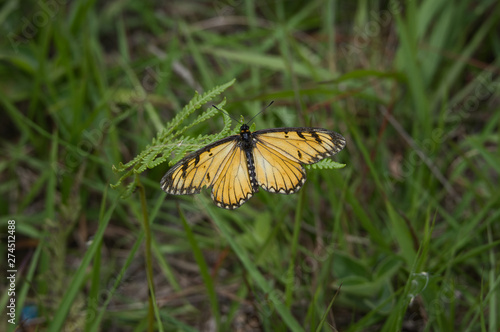 Yellow Coster Butterfly photo