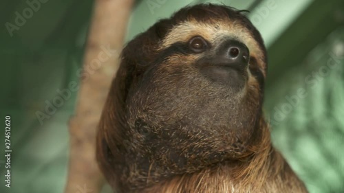 Extreme close-up low angle portrait still shot of endangered brow-throated three-toad sloth at a sanctuary, Costa Rica, Central America