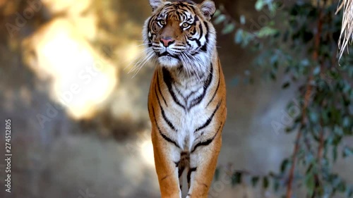 This epic video shows a wild tiger walking forward towards the camera and jumping.