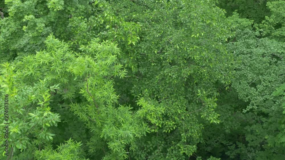 background of green leaves background of green leaves