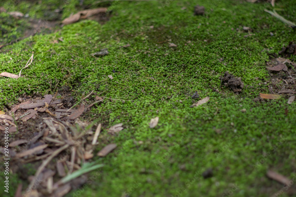 Moss trees in tropical forests, Thailand Moss trees in tropical forests, Thailand