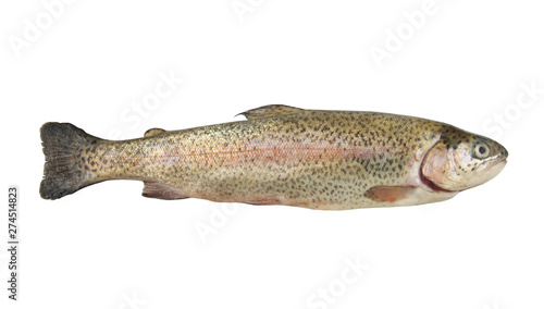 Raw rainbow trout isolated on white background, Oncorhynchus mykiss