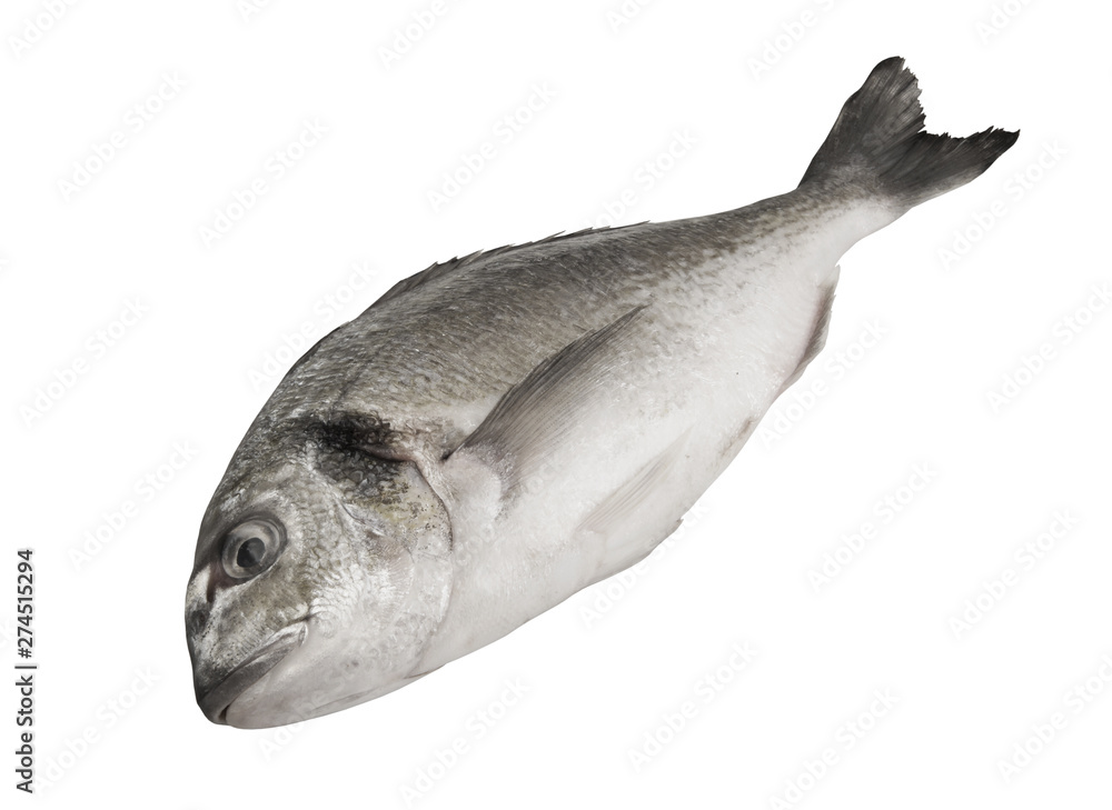 Obraz premium Dorado fish isolated on white background