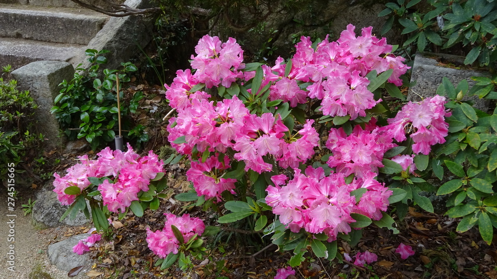 豪華に開花!シャクナゲ! 豪華に開花!シャクナゲ!