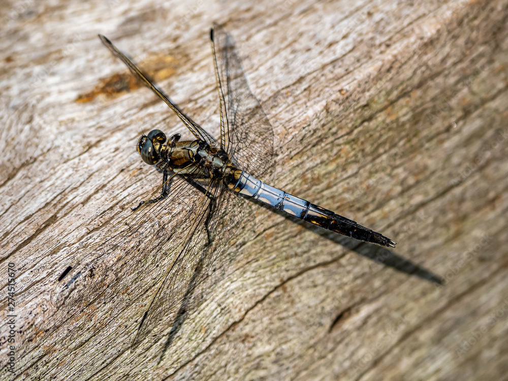 male white-tailed dragonfly on a wood beam 8