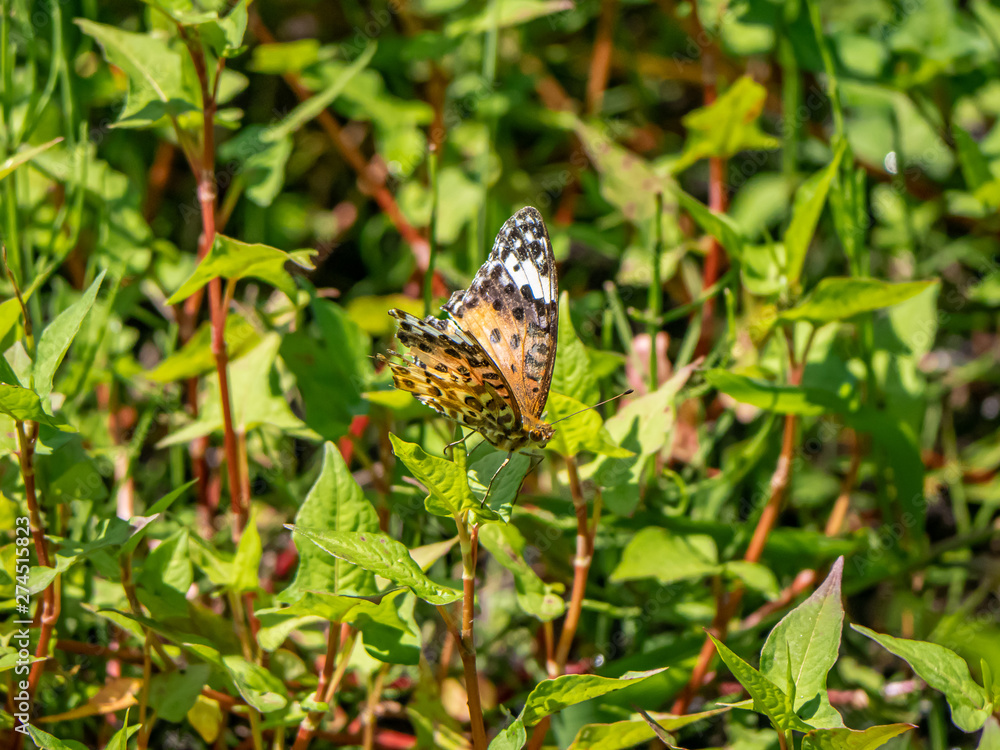 Tropical fritillary butterfly rests on leaves Tropical fritillary butterfly rests on leaves