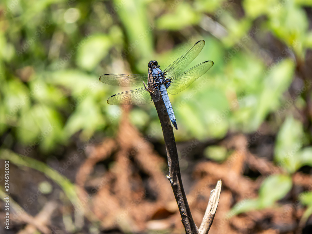 male white-tailed dragonfly on a twig 2 male white-tailed dragonfly on a twig 2