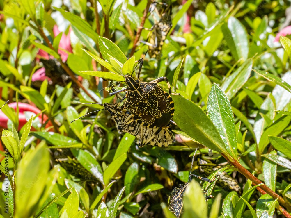 Yellow-spotted stink bug on azalea bushes 3 Yellow-spotted stink bug on azalea bushes 3