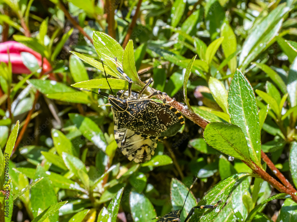Yellow-spotted stink bug on azalea bushes 5 Yellow-spotted stink bug on azalea bushes 5