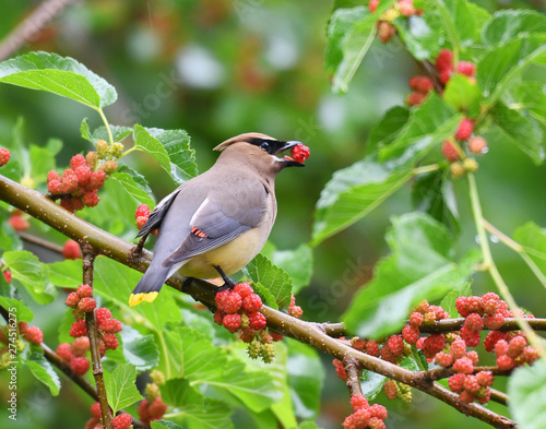 Fotografia, Obraz cedar waxing bird eating mulberry fruit on the tree