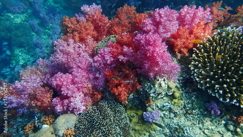 Beautiful Pink and red soft coral. Hard Coral and school of fishes. Lipe  Thailand