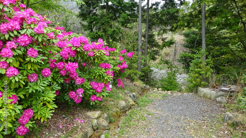 豪華に開花！シャクナゲ！