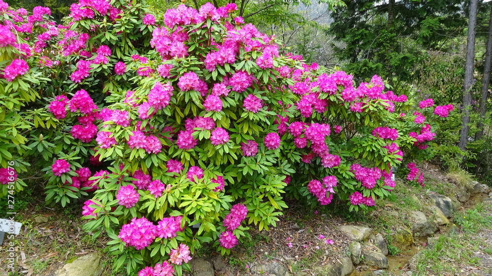豪華に開花!シャクナゲ! 豪華に開花!シャクナゲ!