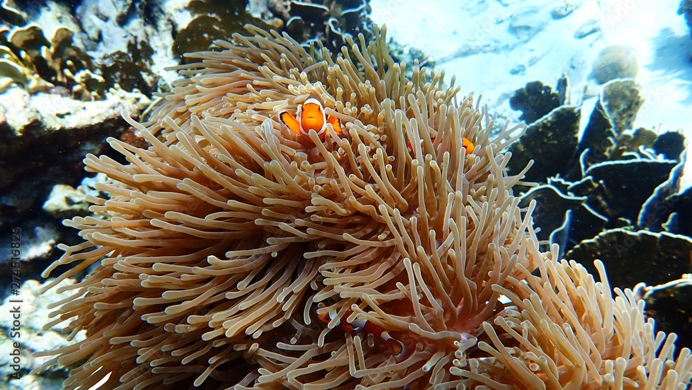 Orange Clown Fish. The Beautiful Marine Life at Nakinya Island, Myanmar Orange Clown Fish. The Beautiful Marine Life at Nakinya Island, Myanmar