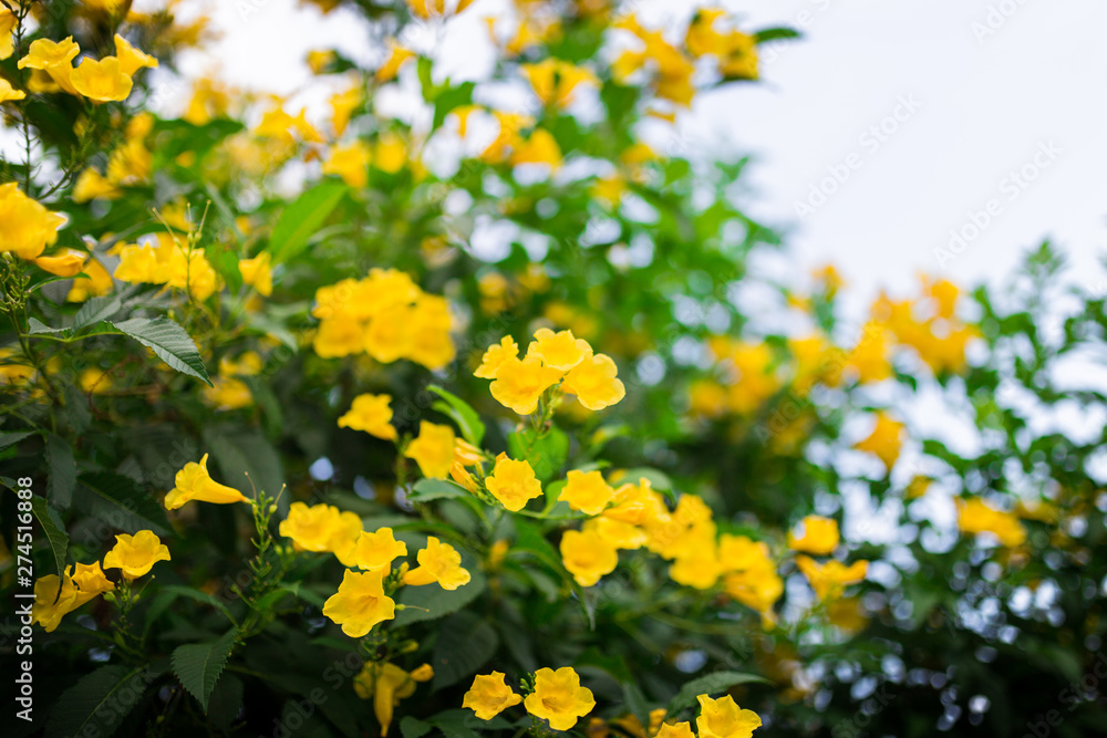 yellow flowers in the green garden at afternoon yellow flowers in the green garden at afternoon